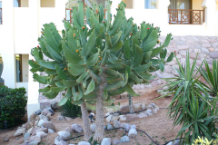 Ägypten, Rotes Meer, Sharm El Sheikh 2009