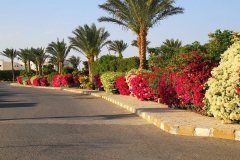 Ägypten, Rotes Meer, Sharm El Sheikh 2011