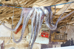 Ägypten, Sinai-Halbinsel 2009, Tintenfisch
