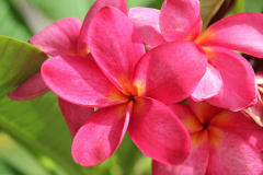 Ägypten, Rotes Meer, Sharm El Sheikh 2012, Frangipani