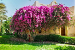Ägypten, Rotes Meer, Marsa Alam 2020