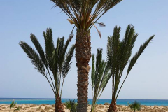 Ägypten, Rotes Meer, Berenice 2022