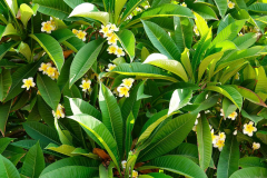 Ägypten, Rotes Meer, Abu Ghusun 2022, Frangipani