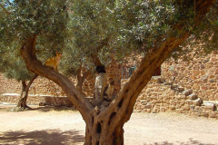 Ägypten, Sinai, Katharinenkloster