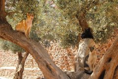 Ägypten, Sinai, Katharinenkloster