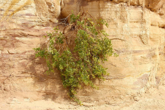 Ägypten, Sinai, Coloured Canyon