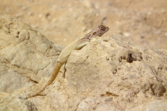 Ägypten, Sinai, Coloured Canyon