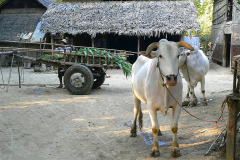Myanmar, Am Irrawaddy, Besuch eines Dorfes