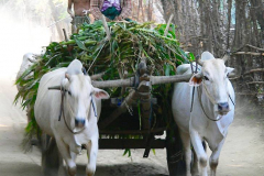 Myanmar, Am Irrawaddy, Besuch eines Dorfes