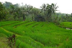 Bali, Reisterrassen bei Jatiluwih