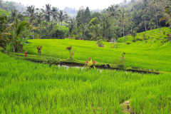 Bali, Reisterrassen bei Jatiluwih