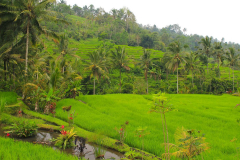 Bali, Reisterrassen bei Jatiluwih