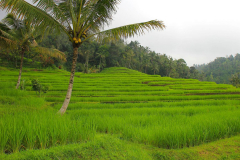 Bali, Reisterrassen bei Jatiluwih