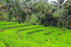 Bali, Reisterrassen bei Jatiluwih