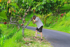 Bali, Reisterrassen bei Jatiluwih, Kakaobaum