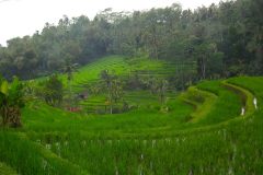Bali, Reisterrassen bei Jatiluwih