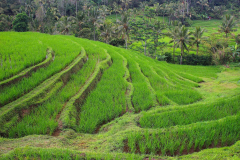 Bali, Reisterrassen bei Jatiluwih
