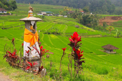Bali, Reisterrassen bei Jatiluwih
