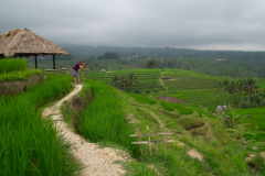 Bali, Reisterrassen bei Jatiluwih