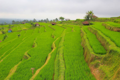 Bali, Reisterrassen bei Jatiluwih