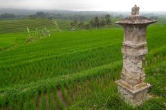 Bali, Reisterrassen bei Jatiluwih