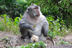 Bali, Makake