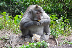 Bali, Makake