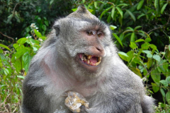 Bali, Makake