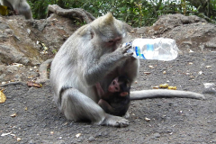 Bali, Makake