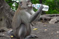Bali, Makake