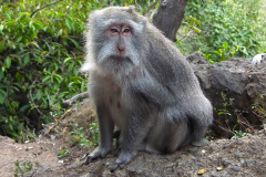 Bali, Makake