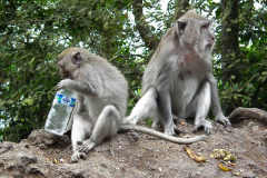 Bali, Makaken