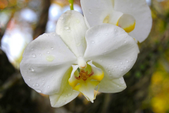 Bali, Denpasar, Orchideen Garten
