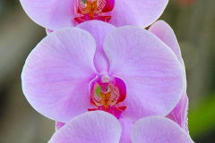 Bali, Denpasar, Orchideen Garten
