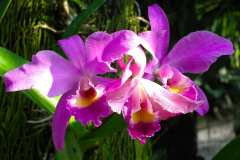 Bali, Denpasar, Orchideen Garten