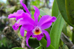 Bali, Denpasar, Orchideen Garten