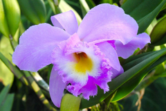 Bali, Denpasar, Orchideen Garten
