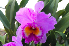 Bali, Denpasar, Orchideen Garten
