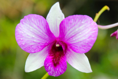 Bali, Denpasar, Orchideen Garten