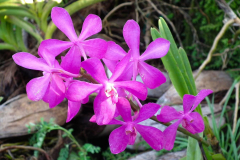 Bali, Denpasar, Orchideen Garten