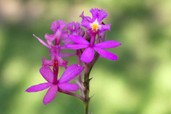 Bali, Denpasar, Orchideen Garten