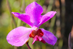 Bali, Denpasar, Orchideen Garten