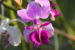Bali, Denpasar, Orchideen Garten