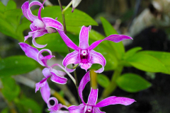 Bali, Denpasar, Orchideen Garten