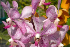 Bali, Denpasar, Orchideen Garten