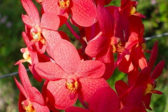 Bali, Denpasar, Orchideen Garten