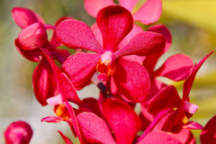 Bali, Denpasar, Orchideen Garten