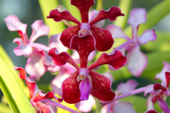 Bali, Denpasar, Orchideen Garten