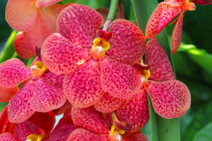 Bali, Denpasar, Orchideen Garten