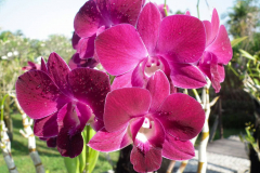 Bali, Denpasar, Orchideen Garten